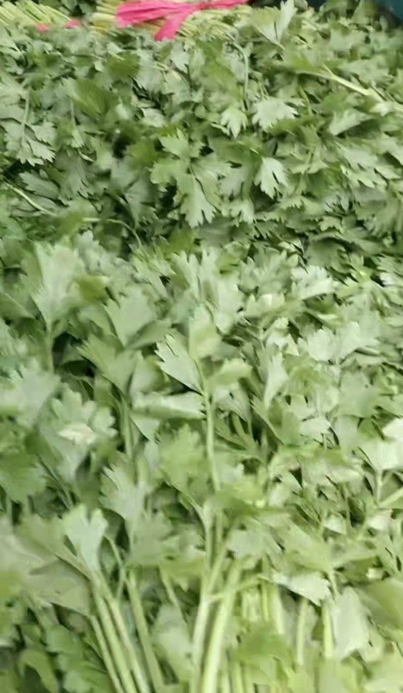 精品大棚无根毛芹菜绿叶精品大棚无根毛芹菜绿叶