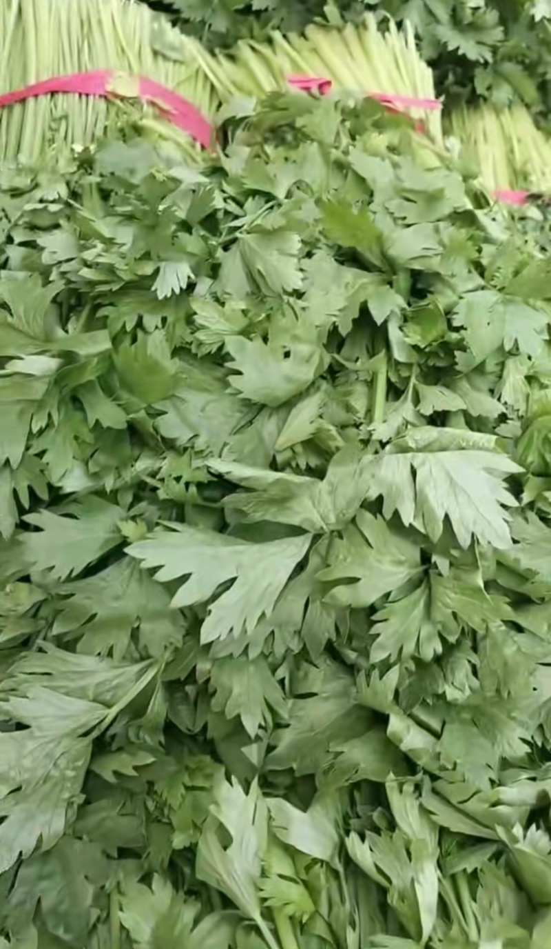 精品大棚无根毛芹菜绿叶精品大棚无根毛芹菜绿叶