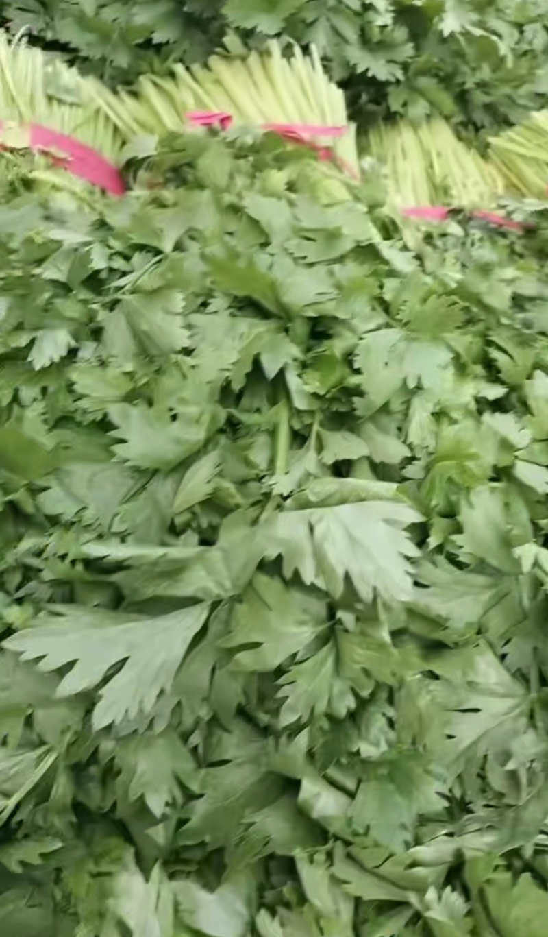 精品大棚无根毛芹菜绿叶精品大棚无根毛芹菜绿叶