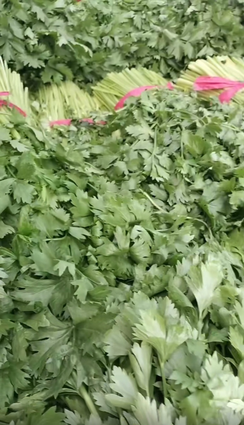 精品大棚无根毛芹菜绿叶精品大棚无根毛芹菜绿叶