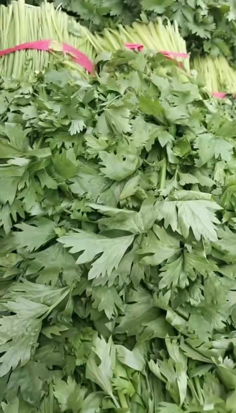 精品大棚无根毛芹菜绿叶精品大棚无根毛芹菜绿叶