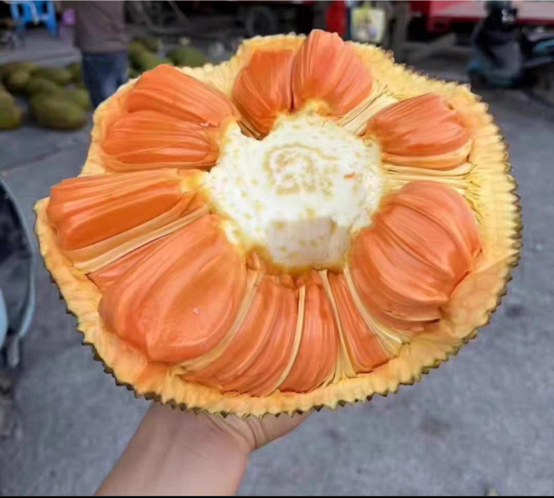印尼红菠萝蜜苗嫁接苗，杯苗带土带叶发货的