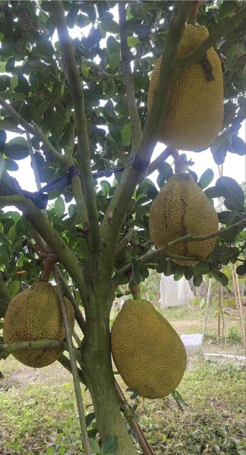 印尼红菠萝蜜苗嫁接苗，杯苗带土带叶发货的