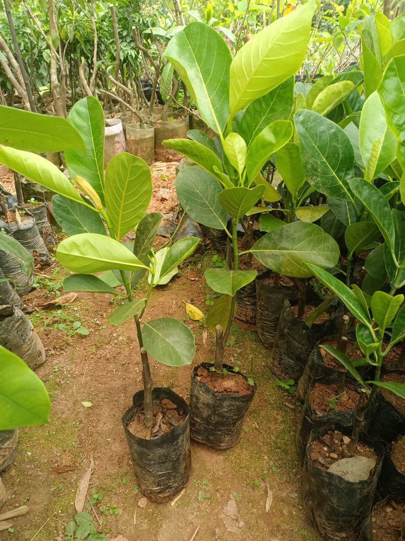 印尼红菠萝蜜苗嫁接苗，杯苗带土带叶发货的