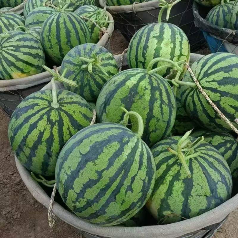 甘肃万亩无籽美都大量上市需要的老板联系