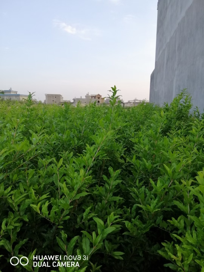 云南薄皮甜绿子石榴苗