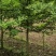 银杏，贵州本地银杏