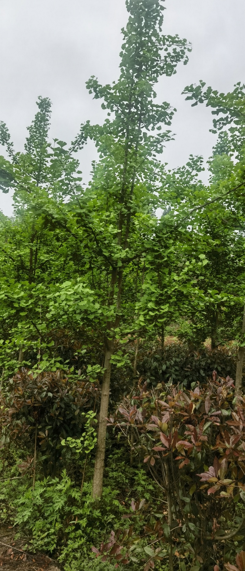 银杏，贵州本地银杏