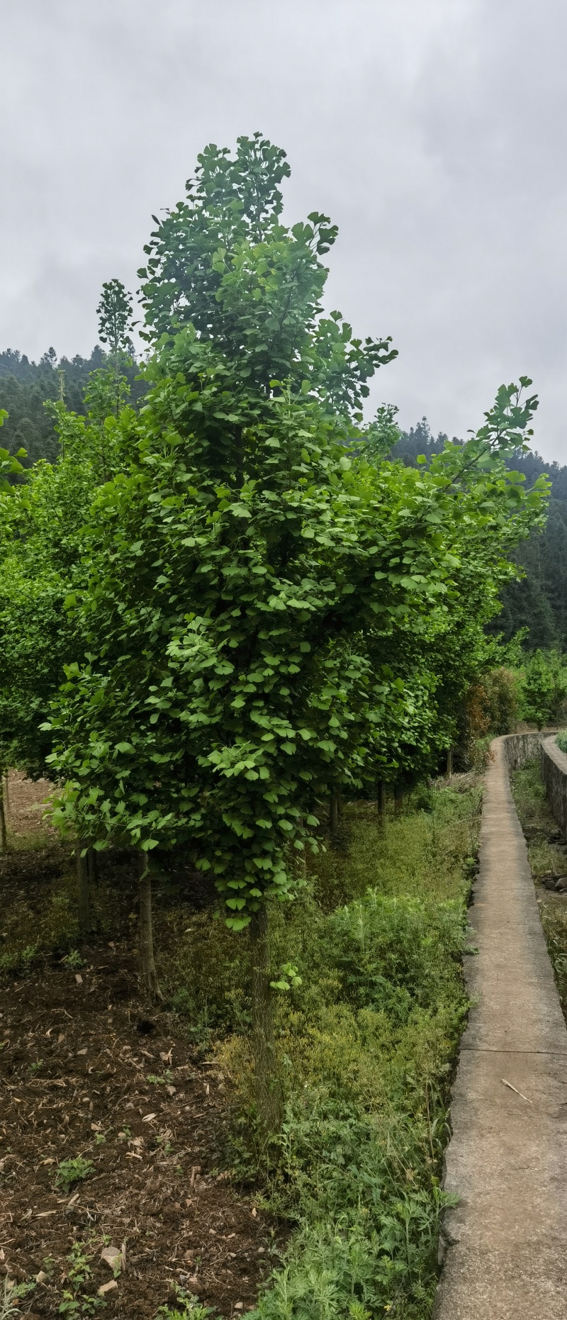 银杏，贵州本地银杏