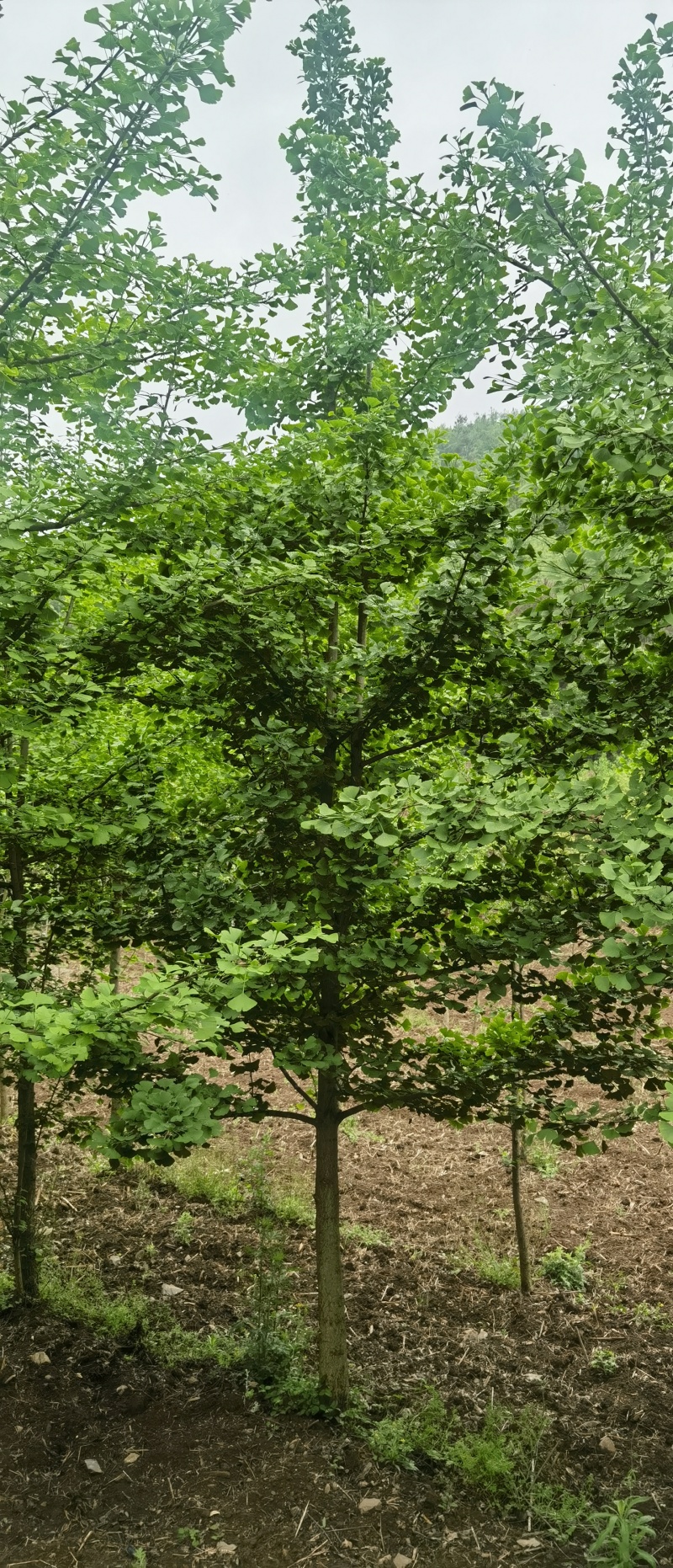 银杏，贵州本地银杏