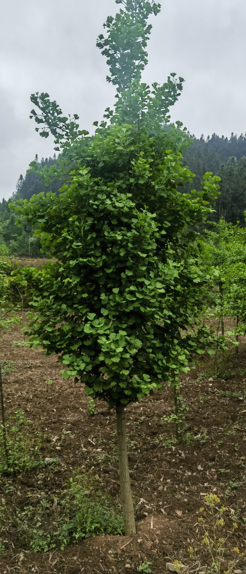 银杏，贵州本地银杏