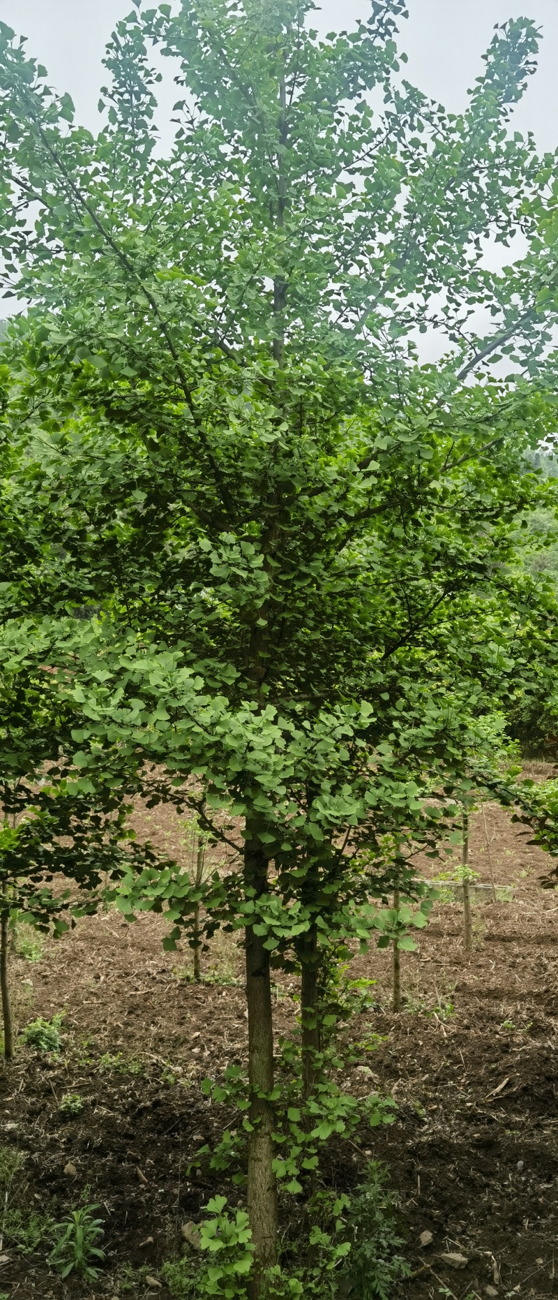 银杏，贵州本地银杏