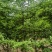 银杏，贵州本地银杏