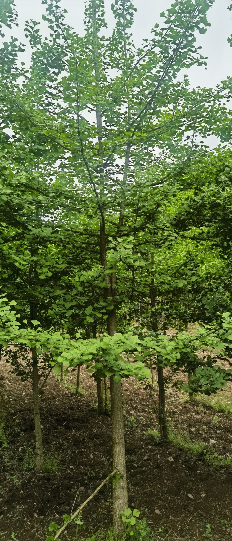 银杏，贵州本地银杏