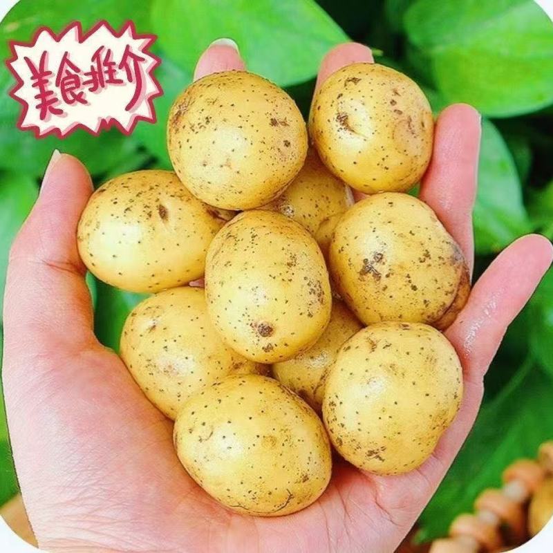 湖北精品黄皮黄心小土豆现货大量上市产地直供提供一件代发