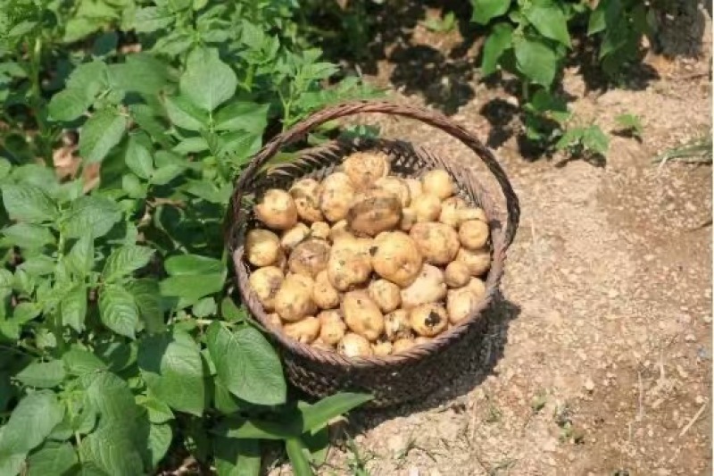 湖北精品黄皮黄心小土豆现货大量上市产地直供提供一件代发