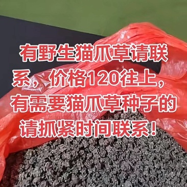 本人药农种植中药材猫爪草