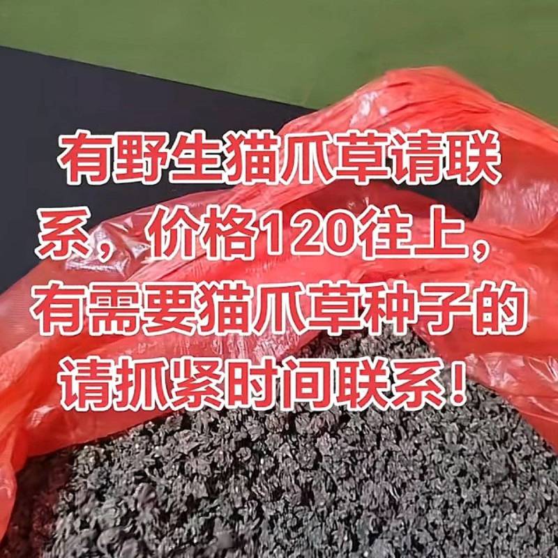 本人药农种植中药材猫爪草
