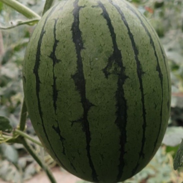 小糖丸西瓜