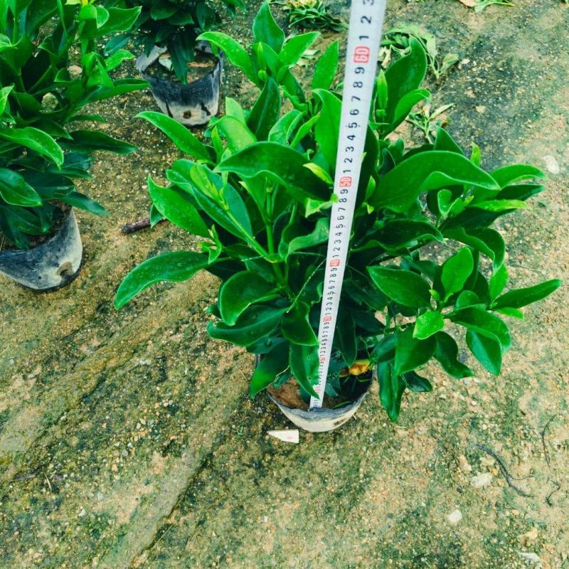 非洲茉莉十斤袋苗基地多种规格大量低价出售