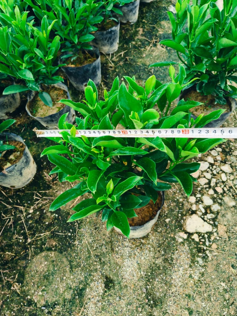 非洲茉莉十斤袋苗基地多种规格大量低价出售