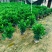 非洲茉莉十斤袋苗基地多种规格大量低价出售