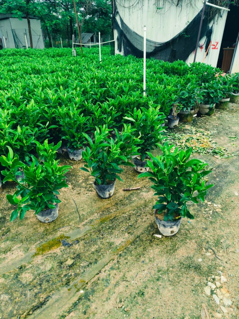 非洲茉莉十斤袋苗基地多种规格大量低价出售