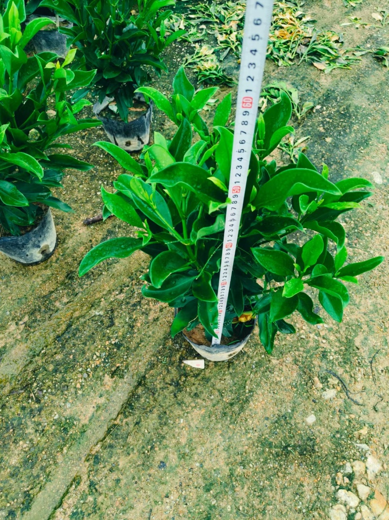 非洲茉莉十斤袋苗基地多种规格大量低价出售