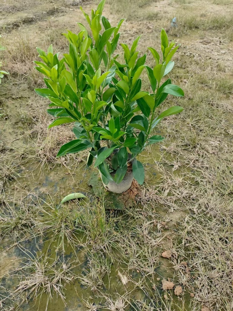 非洲茉莉十斤袋苗基地多种规格大量低价出售