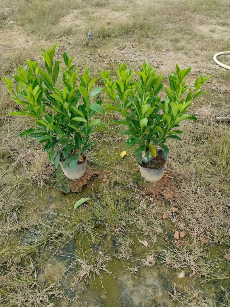 非洲茉莉十斤袋苗基地多种规格大量低价出售