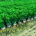 非洲茉莉十斤袋苗基地多种规格大量低价出售