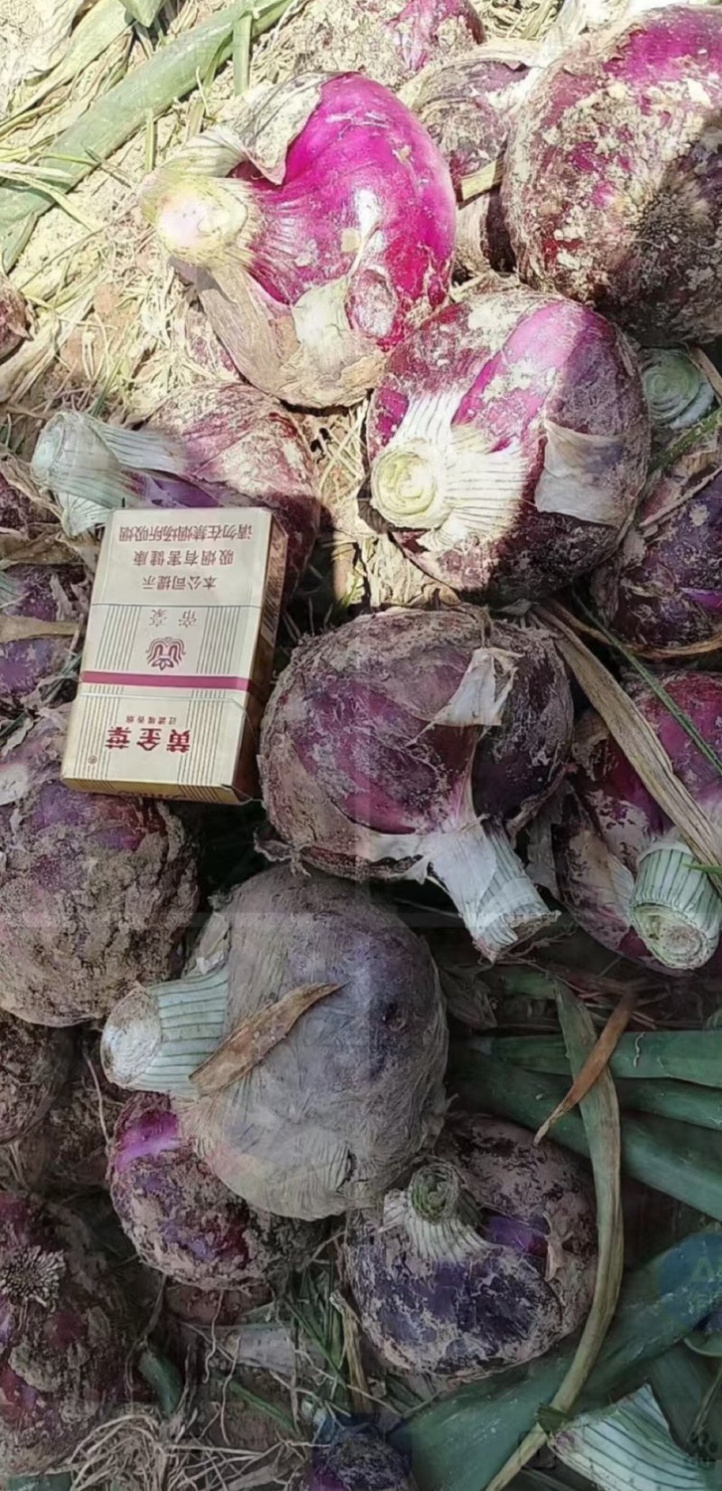 2025新货开封通许早熟紫皮洋葱基地发货一手货源