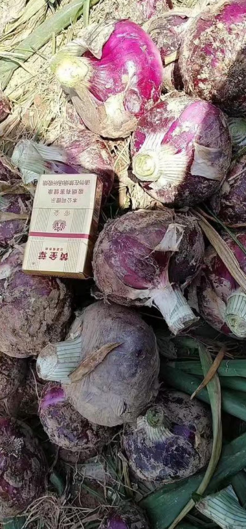 2025新货开封通许早熟紫皮洋葱基地发货一手货源
