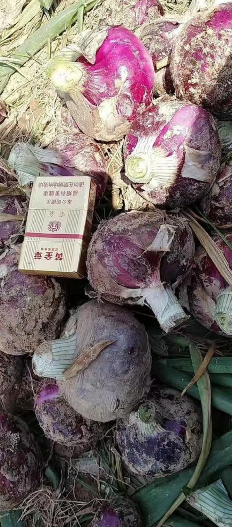 2025新货开封通许早熟紫皮洋葱基地发货一手货源