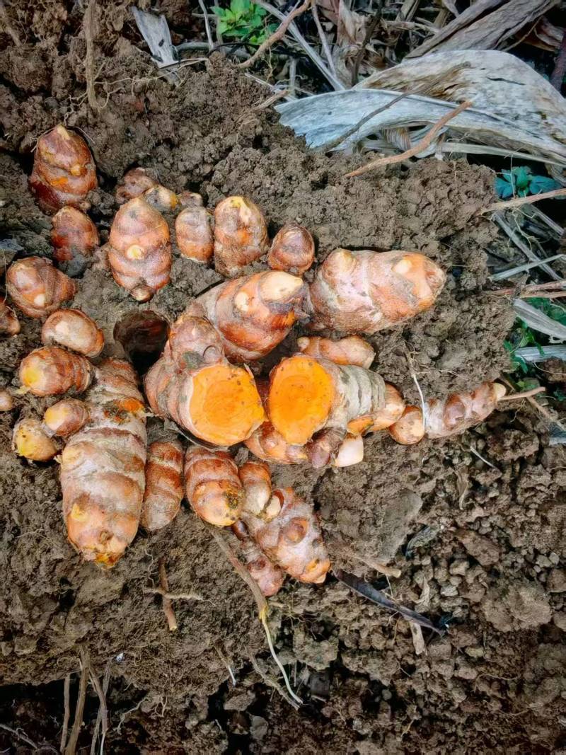 广西，土姜黄药厂检测达标含量高，自家种植0农药