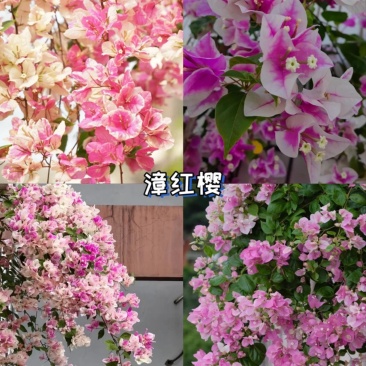 三角梅袋苗各种规格各种品种现货现货