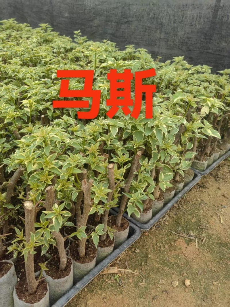 三角梅袋苗各种规格各种品种现货现货