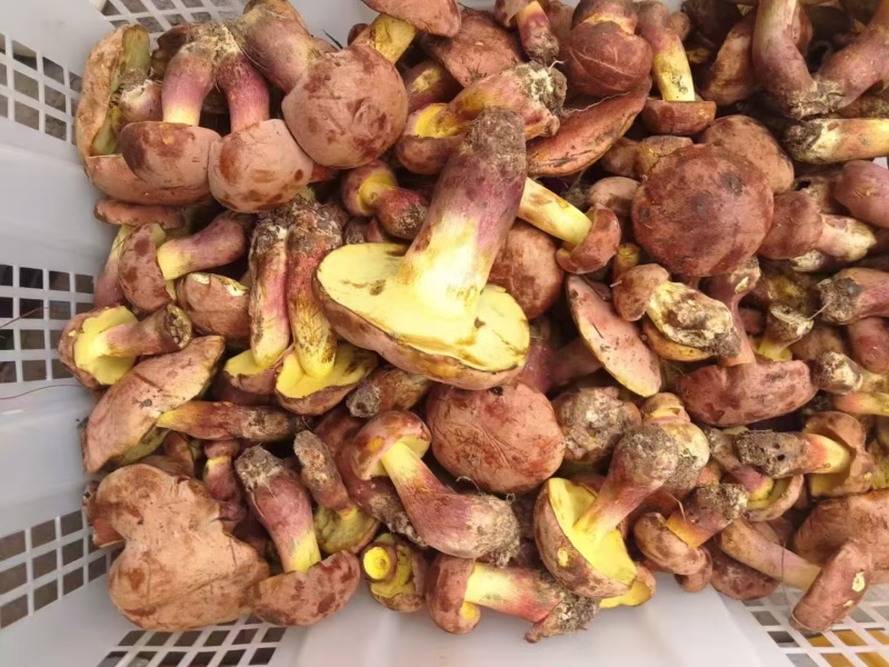 野生菌