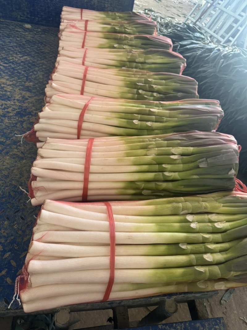 精品大葱（去根切叶）支持视频看货