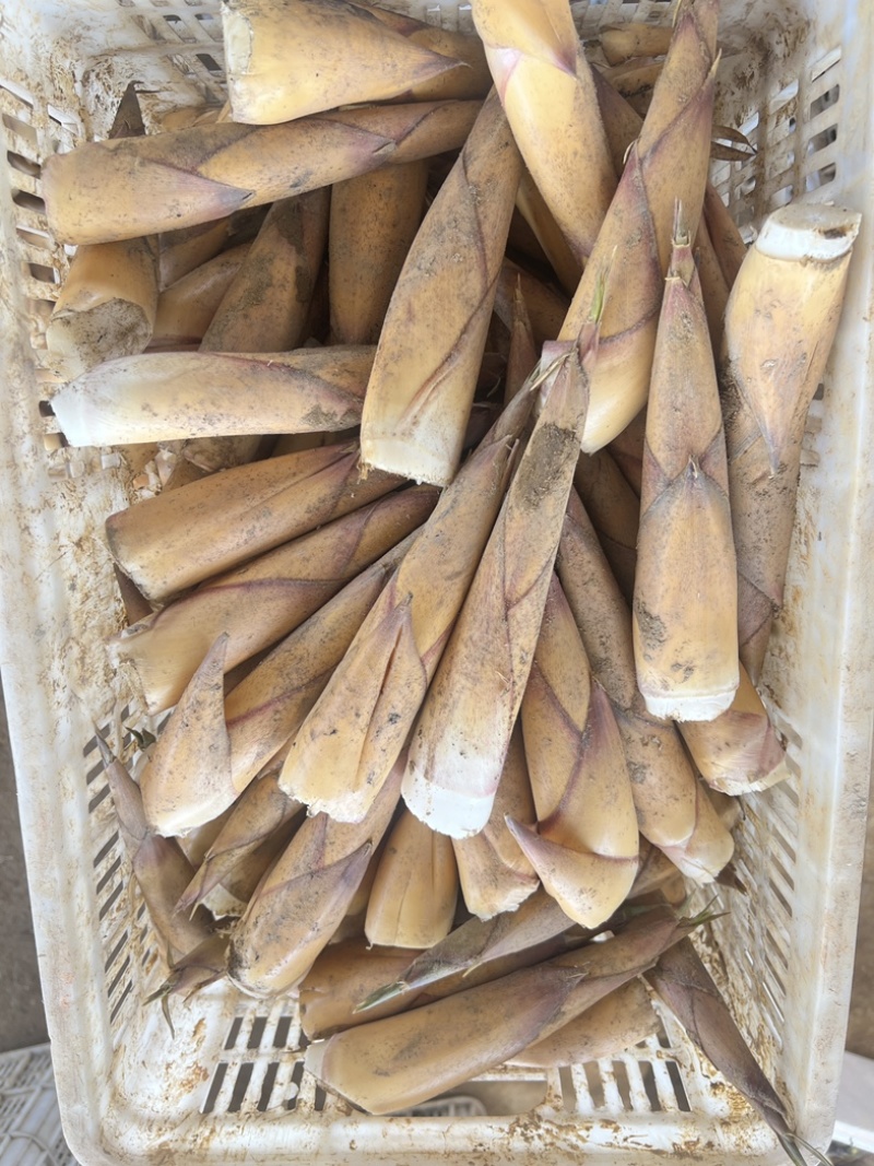 福建建瓯甜竹笋笋干