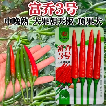 富乔3号朝天椒种子中晚熟大果型硬度好顶果大产量高泰国繁育