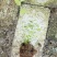 辽宁丹东蓝莓苔藓苗：25、11、F6、德雷珀、杜克等
