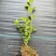 辽宁丹东蓝莓苔藓苗：25、11、F6、德雷珀、杜克等