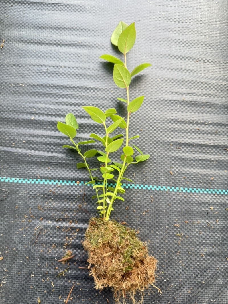 辽宁丹东蓝莓苔藓苗：25、11、F6、德雷珀、杜克等