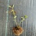 辽宁丹东蓝莓苔藓苗：25、11、F6、德雷珀、杜克等