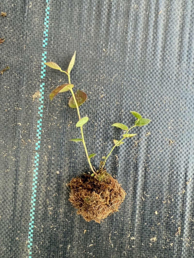 辽宁丹东蓝莓苔藓苗：25、11、F6、德雷珀、杜克等