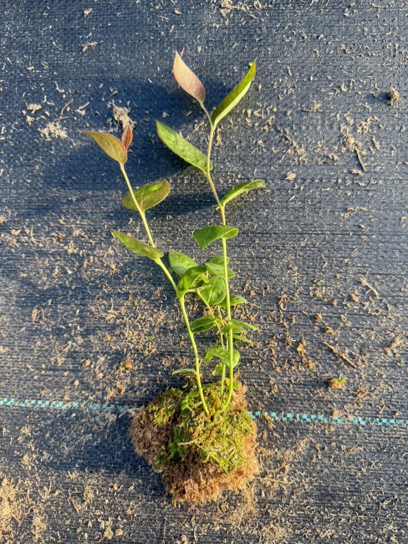 辽宁丹东蓝莓苔藓苗：25、11、F6、德雷珀、杜克等