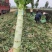 优质莴笋，莴苣产地直发。诚信经营，电商、市场均可发货。