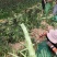 优质莴笋，莴苣产地直发。诚信经营，电商、市场均可发货。