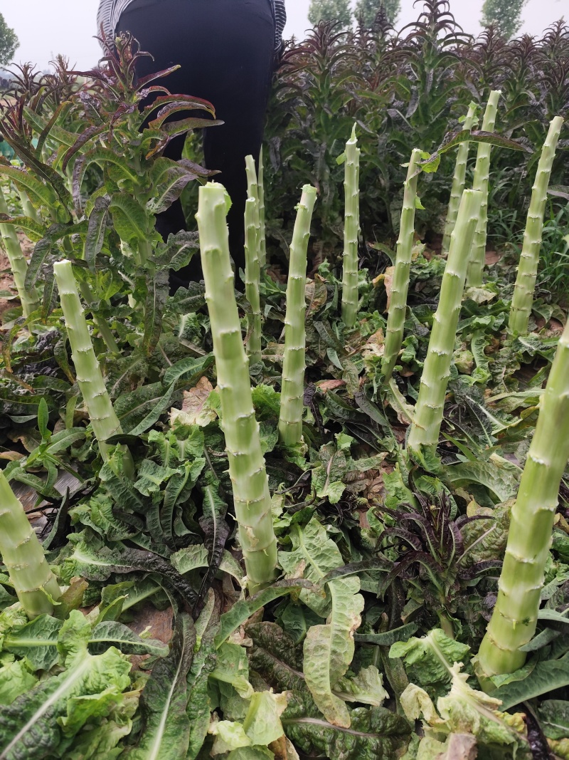 优质莴笋，莴苣产地直发。诚信经营，电商、市场均可发货。
